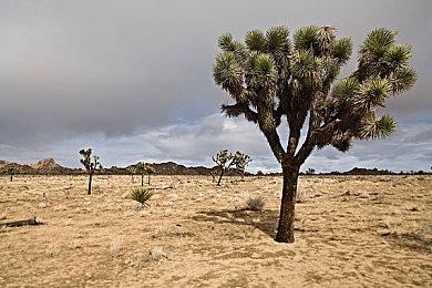 传闻：《小缇娜的奇幻之地2》或已被取消开发